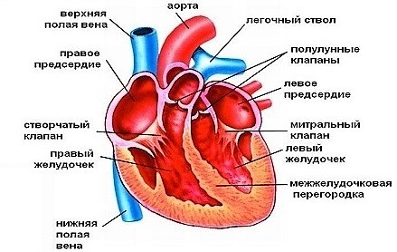 Строение сердца